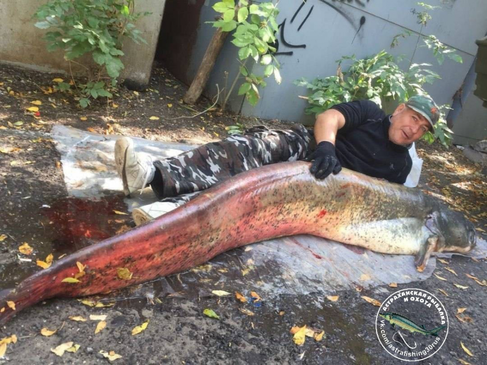 В Астраханской области рыбак показал своего гиганта