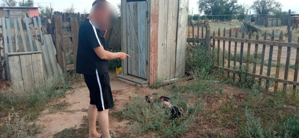 В Астрахани мужчина украл соседскую овцу и убил ее