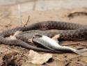 В Астраханской области многие боятся змеи, которой на самом деле не существует
