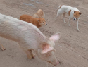 В Астрахани умная свинья возглавила стаю собак и давит на жалость сельчан