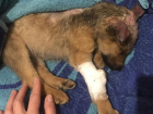 Облила Шуманитом: ассоциация Зооправо взялась за астраханку, покалечившую щенка
