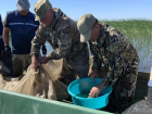 В Астраханской области выпустили огромное количество рыбы, которую можно будет ловить