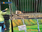 История с сайгаками из передвижного зоопарка в Астрахани получила продолжение