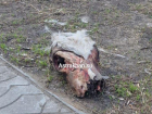 На улице Кирова в Астрахани нашли обглоданный череп коровы 