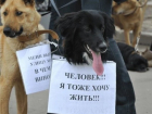 Звезды российской эстрады высказались против усыпления астраханских собак 