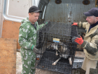 С начала года в Астрахани отловили около 4,5 тысяч собак