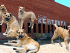 В Долину Кентавра в Астрахани заселилось полчище собак