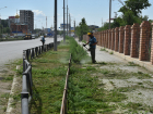 В Астрахани подкосили сорняки