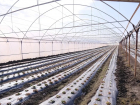 Под Астраханью готовятся массово высаживать рассаду овощей