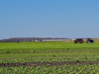 Под Астраханью могут открыть новое производство из овощей