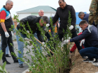 Астраханцы посадили 160 тысяч деревьев и кустарников в рамках акции "Сад памяти"