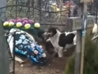 Бродячие собаки, раскапывающие могилы на кладбище, оказались саратовскими