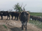 Неожиданно: в Астраханской области дорогу водителю перегородило стадо буйволов