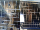 Астраханские таможенники спасли двух тигрят и львят от переезда в Казахстан