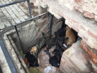 "Прямо дикость какая-то": астраханца возмутил собачий приют в центре города