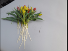 Астраханец успел убить 21 краснокнижный тюльпан, прежде чем его поймали