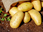 Астраханская область входит в пятёрку лидеров по урожайности картофеля