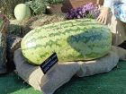 Арбуз-гигант весом 78 килограммов представили на астраханском агрофестивале  