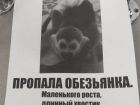 В Астрахани при очень загадочных обстоятельствах пропала обезьянка