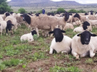 Под Астраханью строят ферму для южноафриканских овец