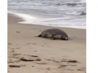 На побережье Каспийского моря обнаружили 700 мертвых тюленей
