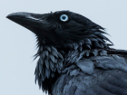 В Астраханской области обитает птица – предвестник беды