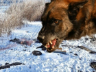 Астраханский следком установил, причастны ли собаки к смерти мужчины