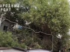 Деревья на Татищева могут оборвать электропровода: астраханцы бьют тревогу