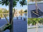 В Астрахани вандалы испортили японские деревья на Лебедином озере