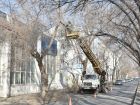 В Астрахани на новых магистральных маршрутах пилят ветки деревьев