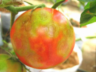 В Астрахани нашли томаты, зараженные вирусом   