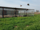 Под Астраханью выпустили 370 северокавказских фазанов