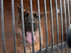 В апреле в Астрахани начнут строить пункты временного содержания безнадзорных собак 