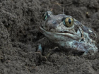 В Астраханской области под землей прячется интересное прыгающее животное