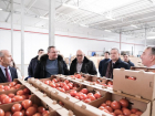 В астраханской теплице пятого поколения собрали 15 тонн томатов
