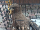 Под Астраханью спасли крупную хищную птицу с переломом крыла