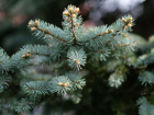 Где в Астрахани купить новогоднюю елку