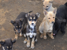 "Какие же люди жестокие": в Астрахани заживо замуровали девять собак