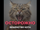 В Астрахани из-за бешеного кота установили карантин
