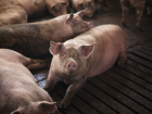 В Астраханской области на 26% сократилось количество свиней