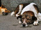 Астраханская полиция проверяет сообщения о гибели бездомных собак в Трусовском районе
