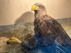 В астраханском зоопарке выхаживают дикую краснокнижную птицу