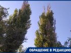 Жители Ленинского района Астрахани просят произвести опиловку опасных деревьев
