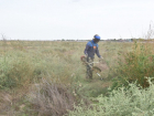 В Астрахани очистили от наркосодержащих растений территорию размером более 7000 квадратов