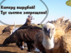 Птиц Северного Кавказа возмутили фотоловушки астраханского заказника