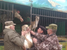 В Астрахани из передвижного зоопарка «Сафари» забрали сайгаков 