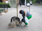 Астраханской области разрешат бороться с бездомными собаками своими методами
