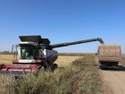 Масштабные планы: в Астраханской области соберут 36 тысяч тонн зерна