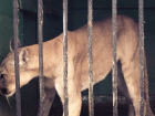 Прокуратура запретила проверять передвижной зоопарк с полудохлыми животными