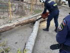 Не выдержало и упало: в Астрахани разобрались с опасным деревом